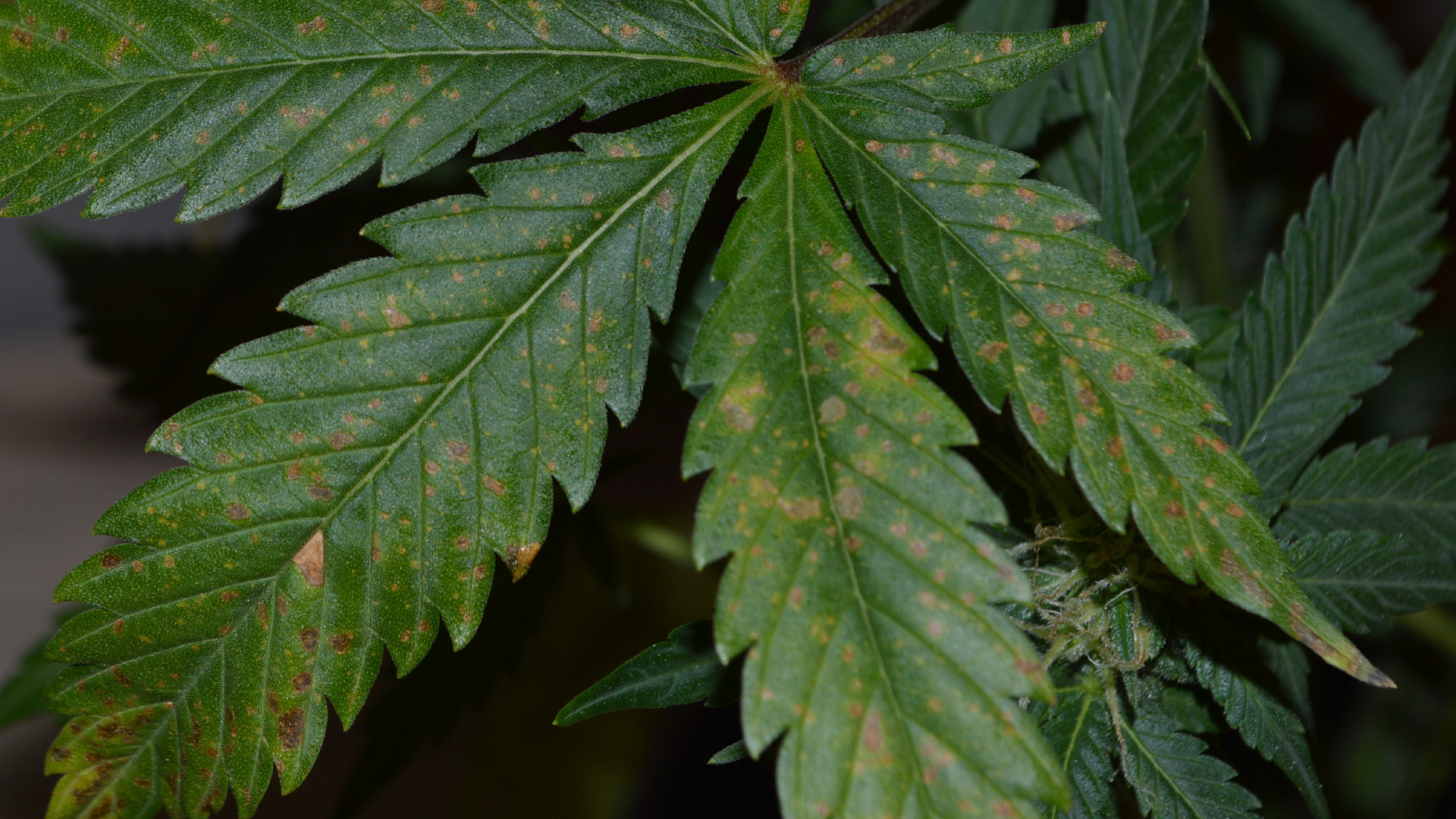 Brown Spots on My Cannabis Plant Leaves | Autoflowering Cannabis Blog