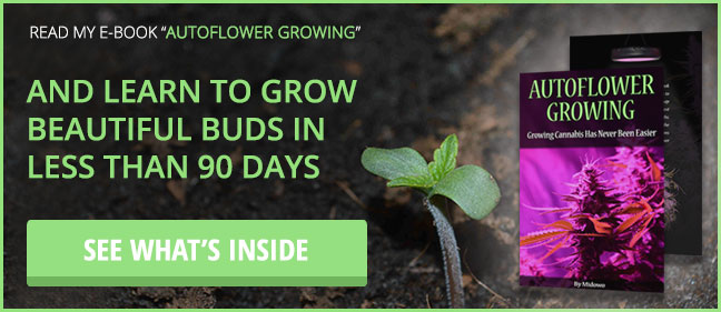 T5 cannabis grow