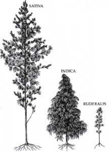cannabis sativa, indica and ruderalis