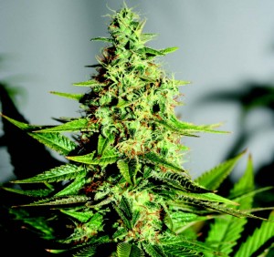 beautiful autoflowering cannabis plant