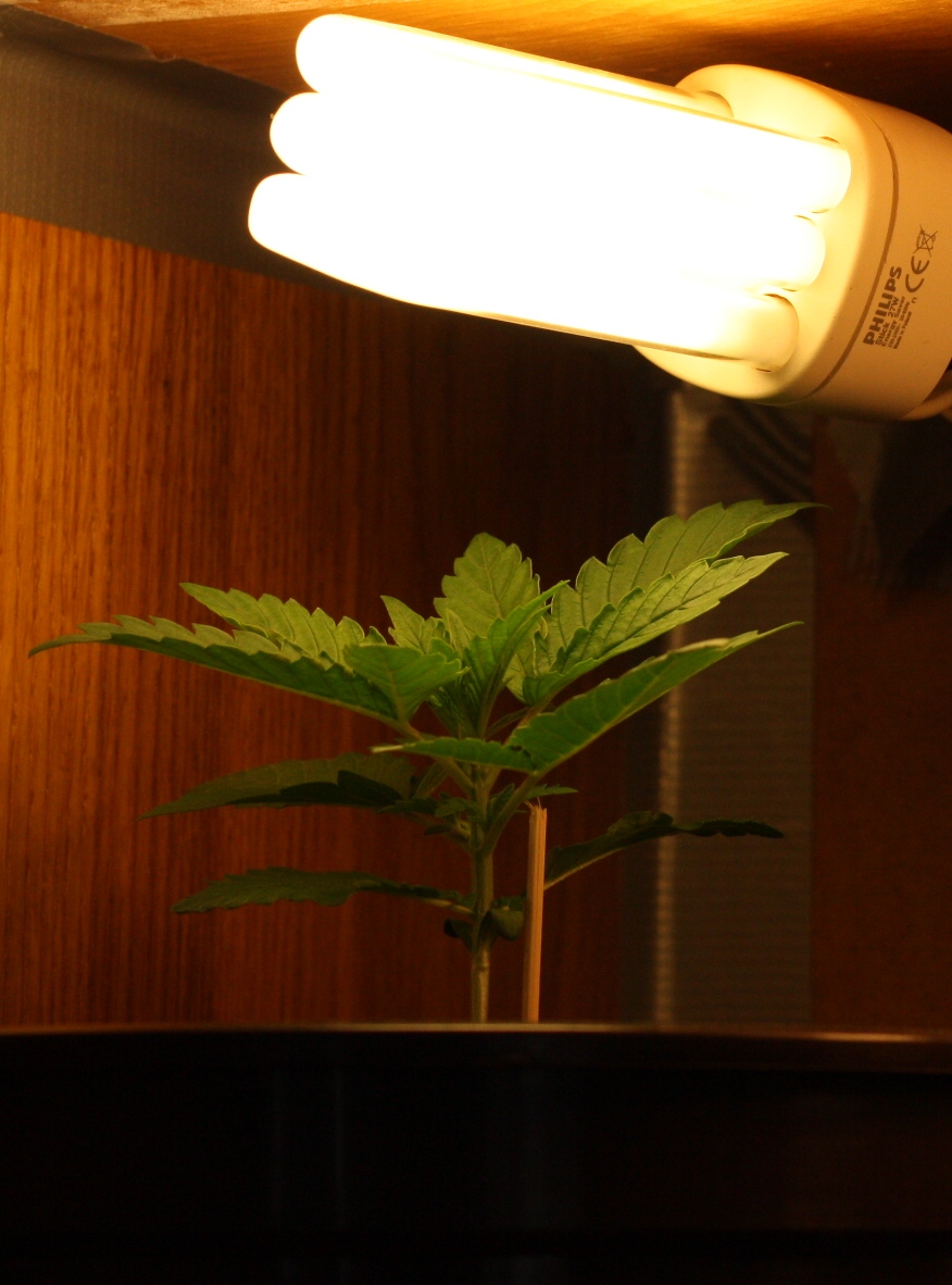 лампы дневного для марихуаны