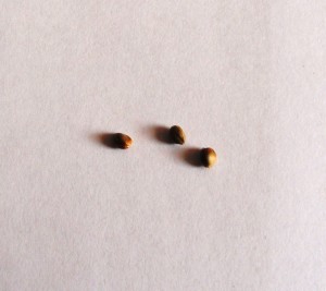 3 autoflower cannabis seeds
