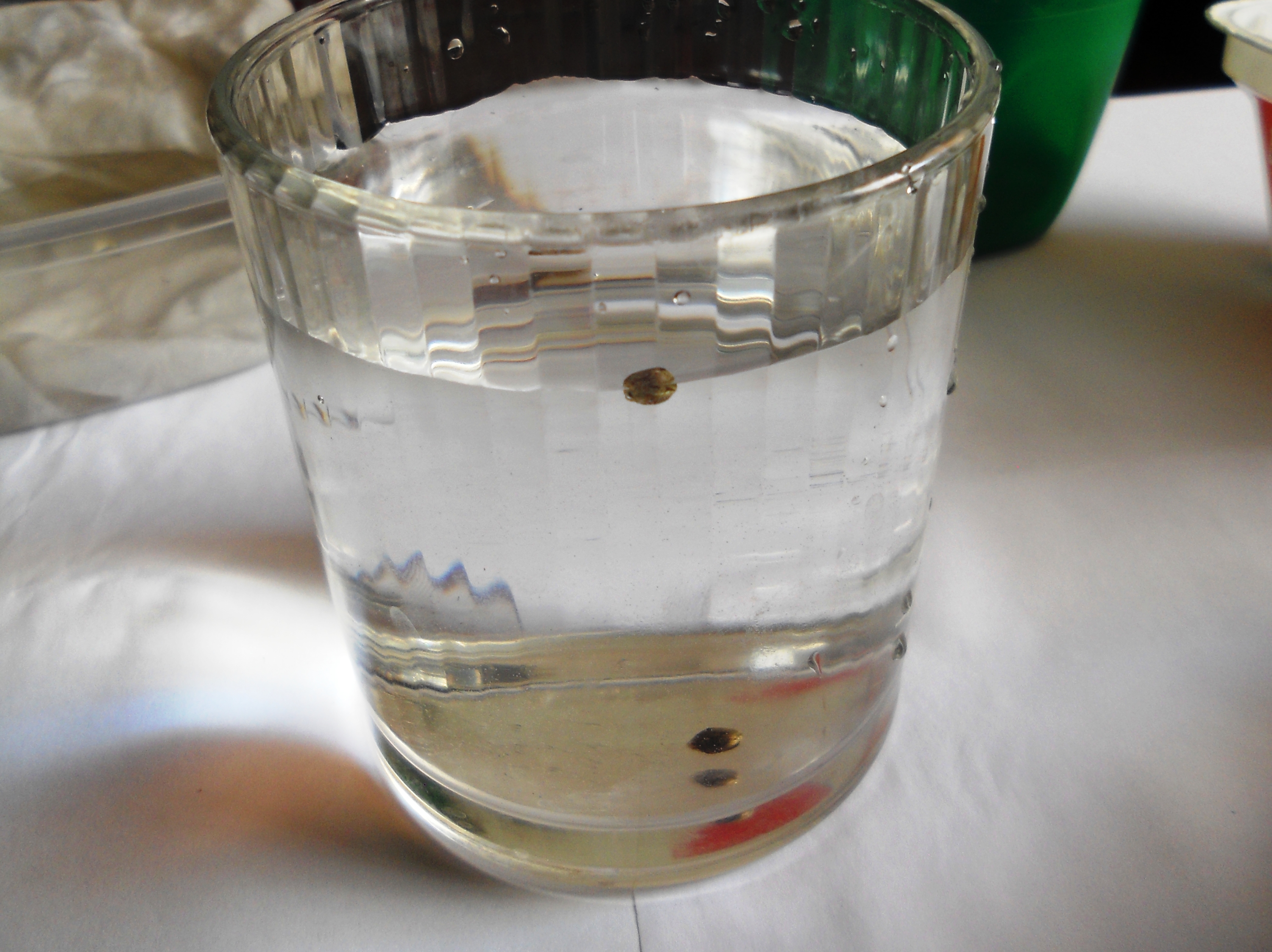 Реакция в стакане воды. Стакан с семенами. Семена замочить в стакане. Проращивание в стакане с водой. Семя в стакане с водой.
