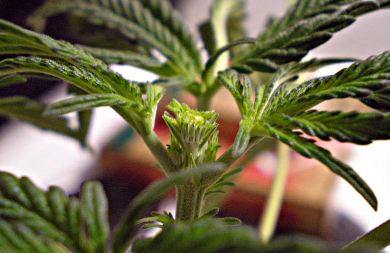 FIM cannabis plant