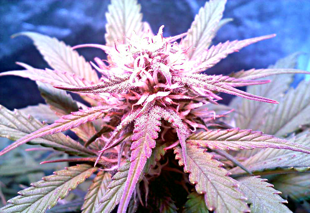 Royal Dwarf is one of the easiest autoflower strains you can grow.