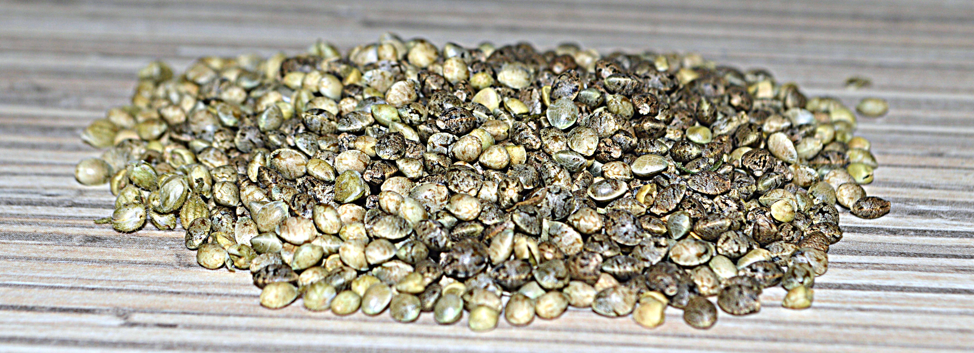 autoflowering seed pile