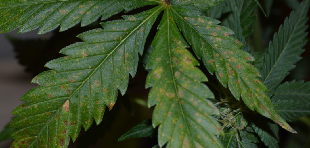 brown spots on autoflowering cannabis plants