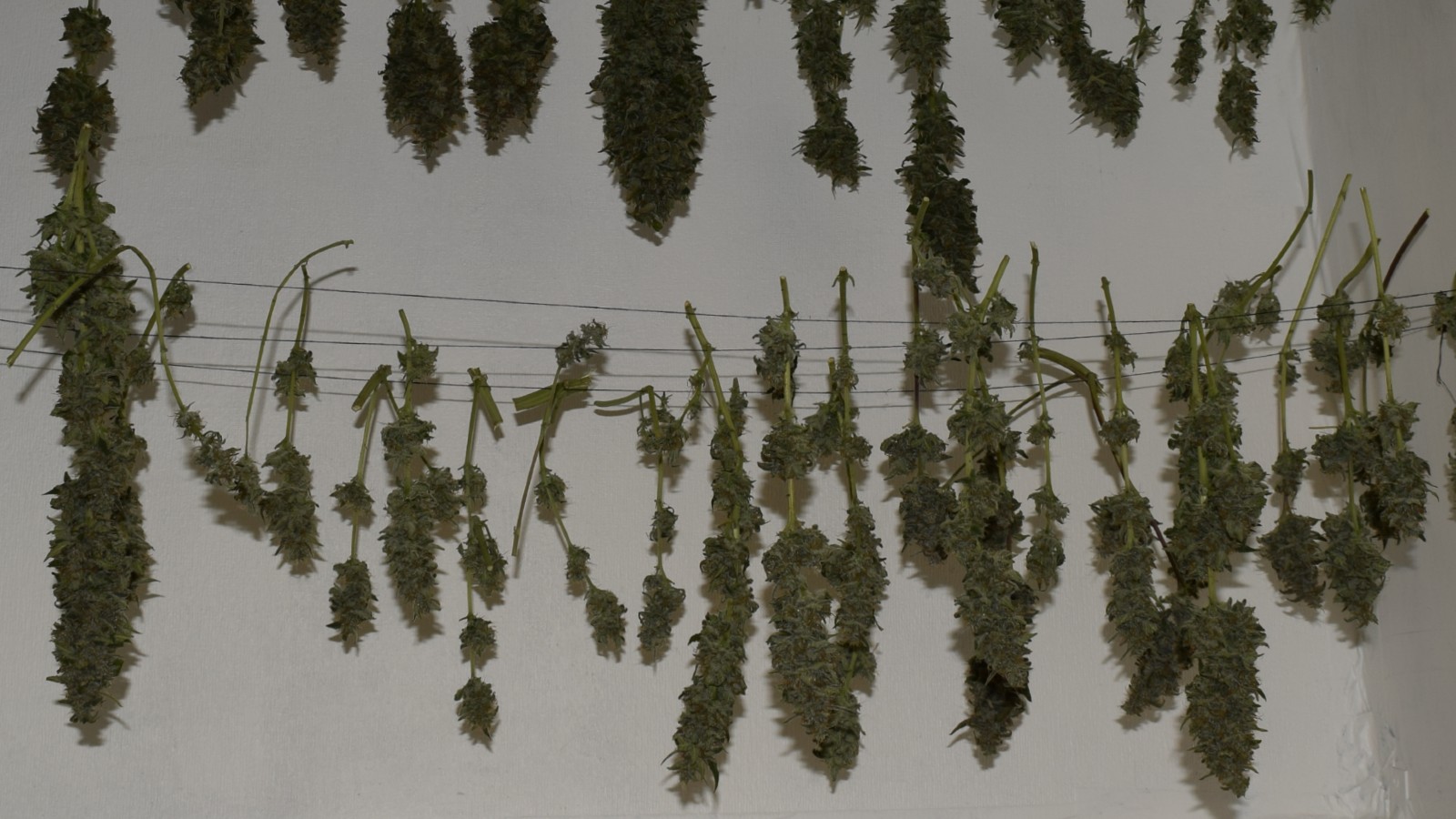 How to Quickly Dry a Sample Bud | Autoflowering Cannabis Blog