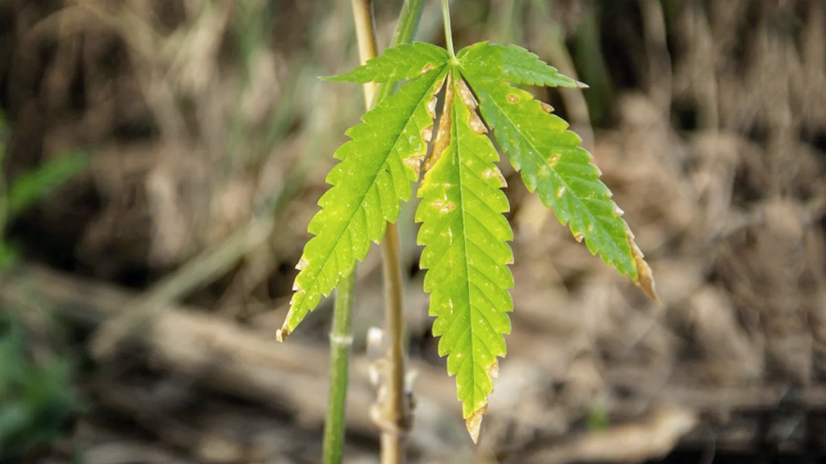 Guide To Nutrient Burn in Autoflowering Cannabis Plants | Blog