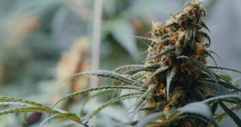 marijuana growing inside of a grow room