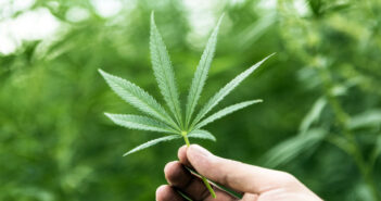 Hand Holding Small Cannabis Leaf with Cannabis Plants in Background
