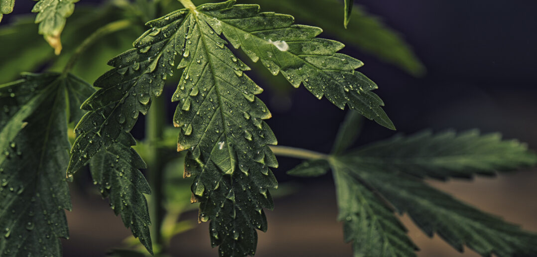 cannabis plant leaves with water drops