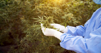 examining a cannabis plant in a greenhouse
