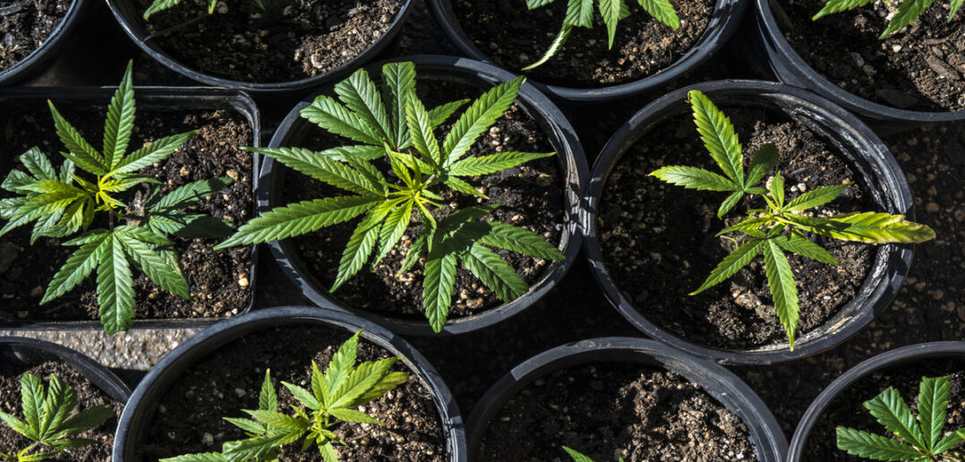 Cannabis Plants In Pots, miracle-gro soil