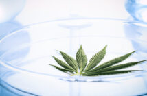 Cannabis leaf in deep water