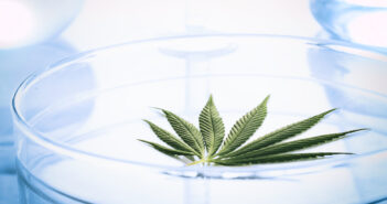 Cannabis leaf in deep water