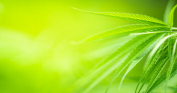 Cannabis sativa leaf in green light