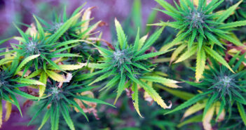 Cannabis plant maturing, nanners