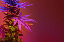 red leaf stems cannabis plat