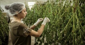 cannabis growing, SOG technique